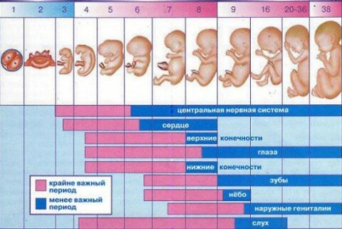 Календарь беременности.